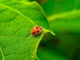 coccinella sulla foglia verde foto