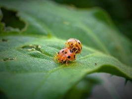 coccinella sulla foglia verde foto