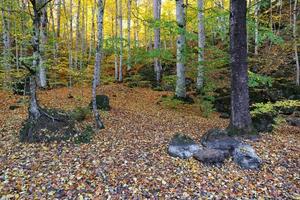 foresta nel parco nazionale di yedigoller, bolu, turchia foto