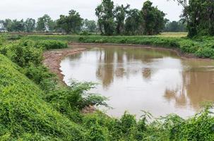 canale di irrigazione per ute nella risaia. foto