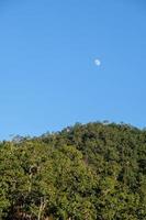 la luna sorge di giorno vicino alla sera sopra le cime degli alberi. foto