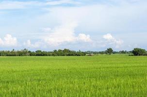 fresca risaia dell'azienda agricola biologica. foto