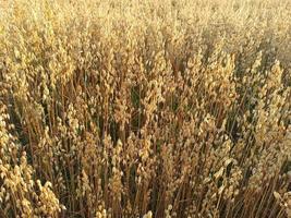 campo di avena. raccolto di avena foto