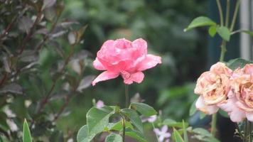 rosa rosa in giardino foto