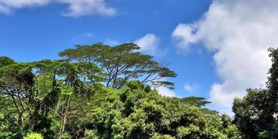 belle impressioni del paesaggio tropicale nel paradiso delle isole seychelles foto