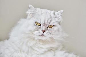 ritratto di gatto bianco britannico a pelo lungo su sfondo beige. vicino a te foto