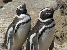 pinguino di Magellano, argentina foto