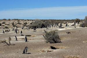 punta tombo, argentina foto