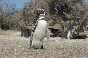 pinguino di Magellano, spheniscus magellanicus foto