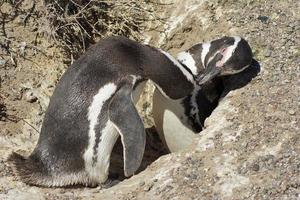 pinguino di Magellano, argentina foto