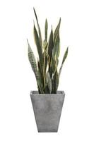 sansevieria trifasciata o pianta serpente in vaso grigio foto