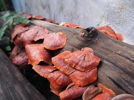 primo piano di ganoderma lucidum o ling zhi fungo su legname nel giardino foto