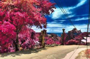splendidi scatti a infrarossi rosa e viola di palme tropicali alle seychelles foto