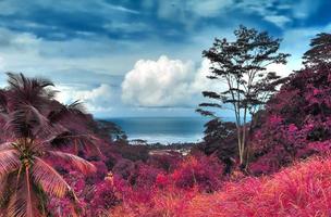 splendidi scatti a infrarossi rosa e viola di palme tropicali alle seychelles foto