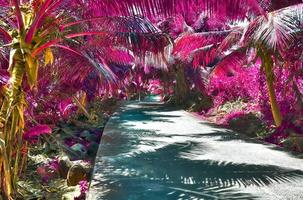 splendidi scatti a infrarossi rosa e viola di palme tropicali alle seychelles foto