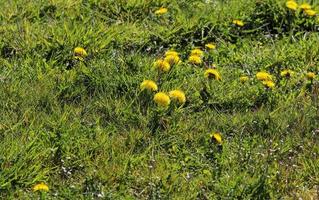 vista ravvicinata a fiori di tarassaco su un prato verde durante la primavera. campo floreale. foto