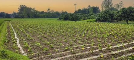 le piante agricole sono disposte simmetricamente.vista aerea dell'agricoltura. foto