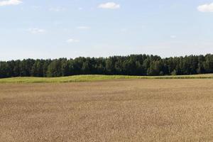 campo di mais paesaggio foto