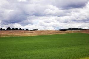 pianta di cereali, campo foto