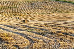 raccolto di grano raccolto in campo foto