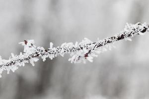 orario invernale, albero foto