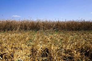 campo agricolo. estate foto