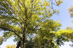 alberi a foglie caduche nella stagione autunnale foto