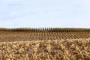 mais in un campo agricolo foto