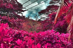 splendidi scatti a infrarossi rosa e viola di palme tropicali alle seychelles foto