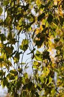 betulla che cambia colore nella stagione autunnale foto