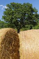 paglia di grano e una quercia verde foto