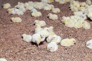 giovani polli in una fabbrica di carne di pollo foto