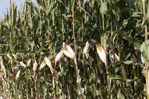 un campo agricolo dove viene raccolto il mais per il cibo foto