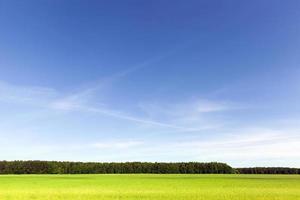 paesaggio estivo, campo foto