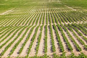 campo agricolo dove si coltivano varietà di barbabietola da riproduzione foto