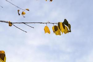 alberi a foglie caduche nella stagione autunnale foto