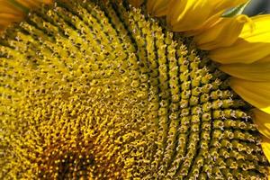 girasoli che fioriscono in estate foto