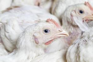 pulcini di pollo da carne bianco foto