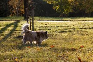 cane senza padrone è sporco e senza casa foto