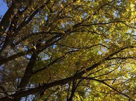 alberi decidui durante la caduta delle foglie in autunno foto