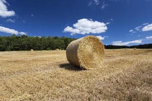 la paglia di grano dorato è secca e spinosa foto