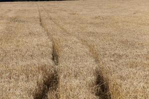 cereali da campo agricolo foto