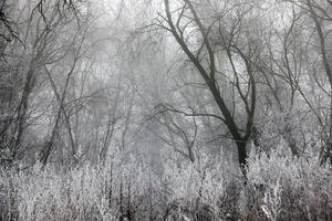 alberi che crescono nel parco ricoperti di neve e ghiaccio foto