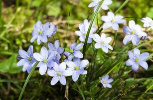 fiori di primavera blu foto
