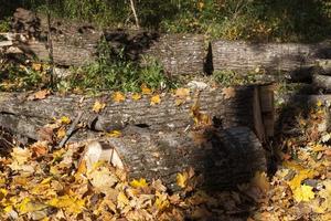 raccolta del legno nella foresta foto