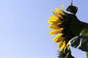 girasoli durante la fioritura con tempo soleggiato foto