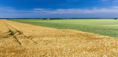 campo agricolo misto con diversi cereali foto