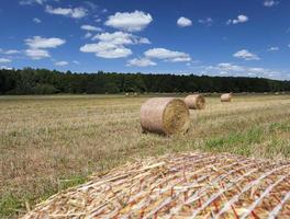 paglia arancione dorata dopo la mietitura del grano, foto