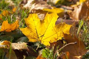 fogliame autunnale, primo piano foto