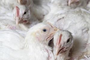 pulcini di pollo da carne bianco foto